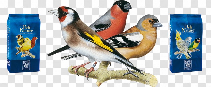 Delicatessen Bird Atlantic Canary Parrot Food - Wild Nature Transparent PNG