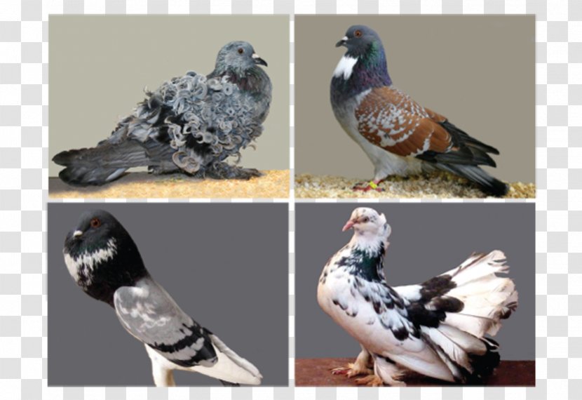 Columbidae Indian Fantail Pigmy Pouter Cauchois Pigeon - Bird Transparent PNG