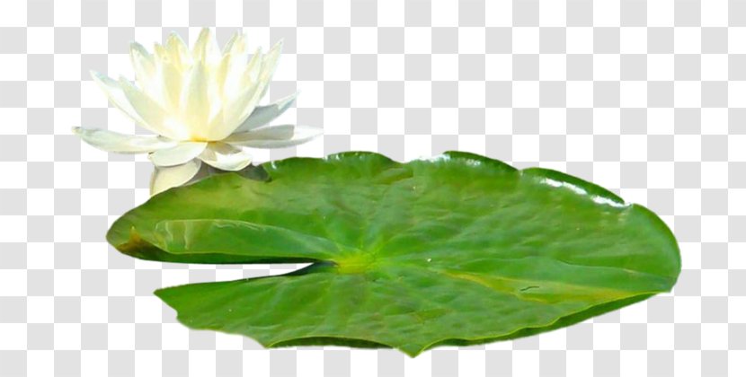 Image Sacred Lotus Leaf Clip Art Transparent PNG
