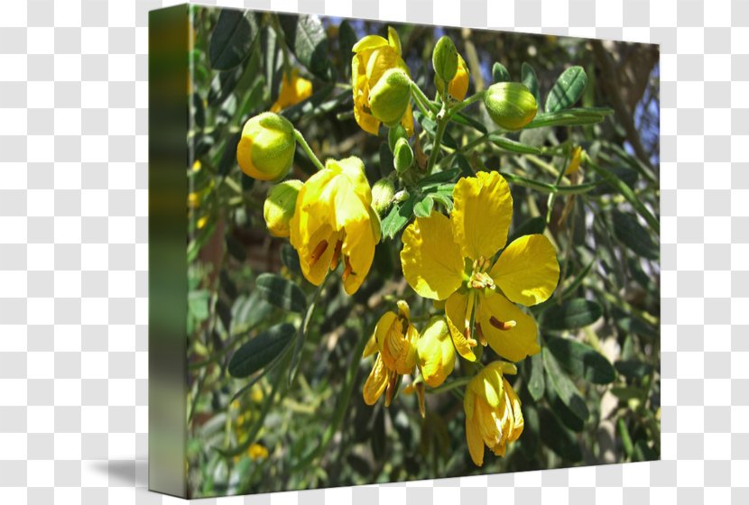 St. John's Wort Senna M Tree Shrub Wildflower - Yellow Transparent PNG