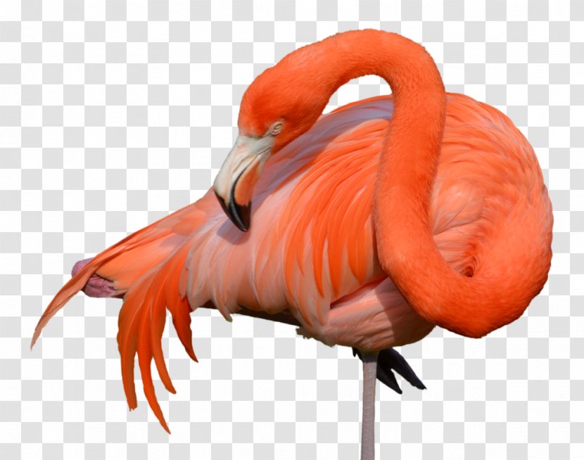 Flamingo Bird Transparent PNG