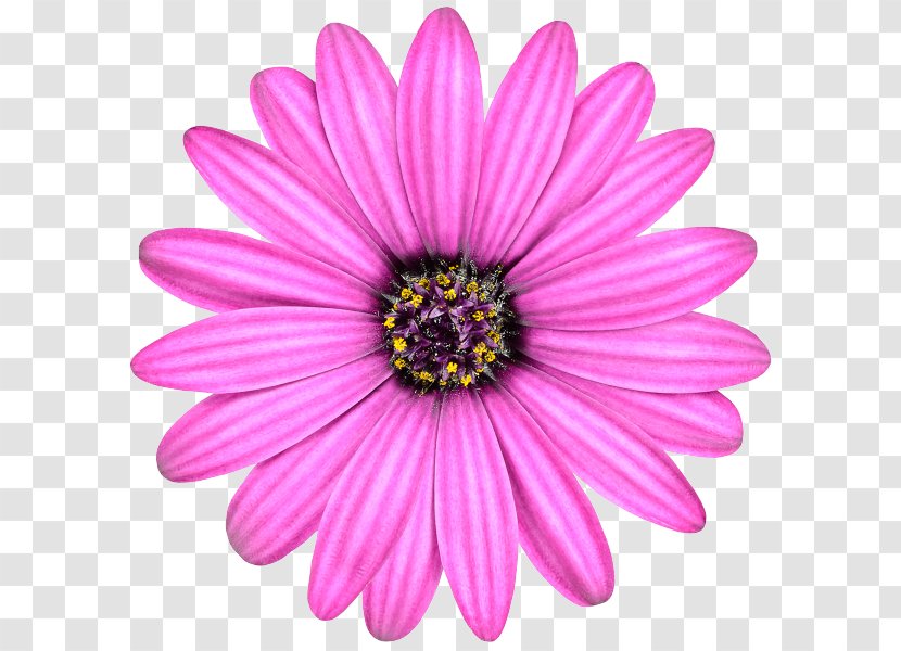 Stock Photography Common Daisy Flower Rose - Purple Transparent PNG