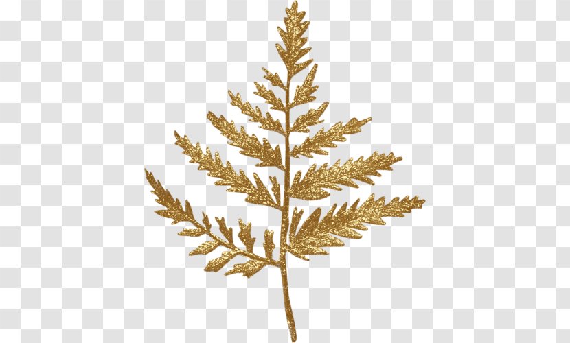 Leaf Spruce Clip Art Transparent PNG