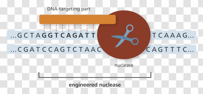 Genome Editing Genetics Nuclease DNA - Organization - Genoma Swiss Biotechnology Transparent PNG