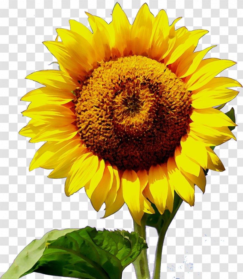 Sunflower - Flower - Asterales Pollen Transparent PNG