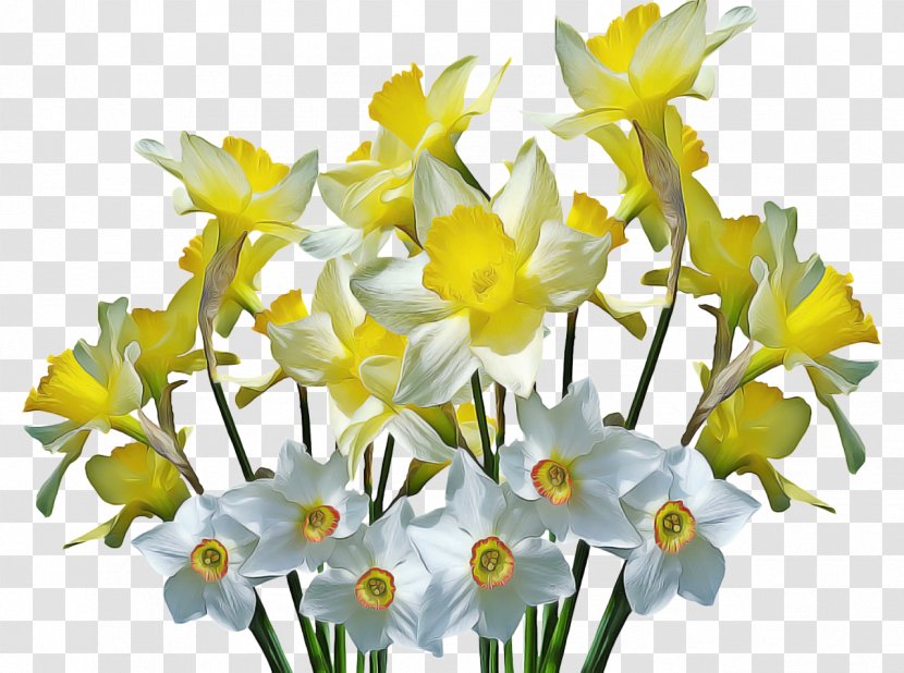 Flowers Background - Wild Daffodil - Wildflower Plant Stem Transparent PNG