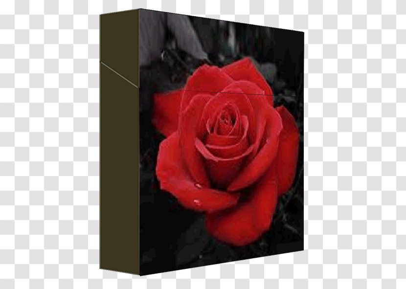 Garden Roses Sticker Cigarette Flower - Packaging Transparent PNG