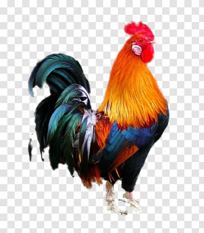 Chicken Bird Rooster - Art - Cock Transparent PNG