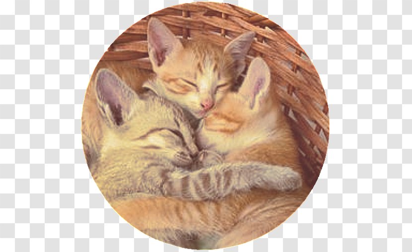 Kitten Cat Behavior Hug Cuteness - Tree Transparent PNG