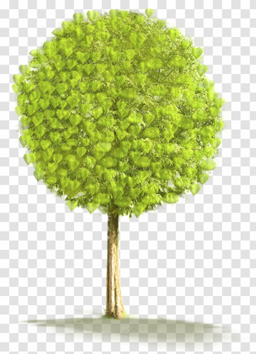Clip Art - Green - Large Tree Clipart Transparent PNG