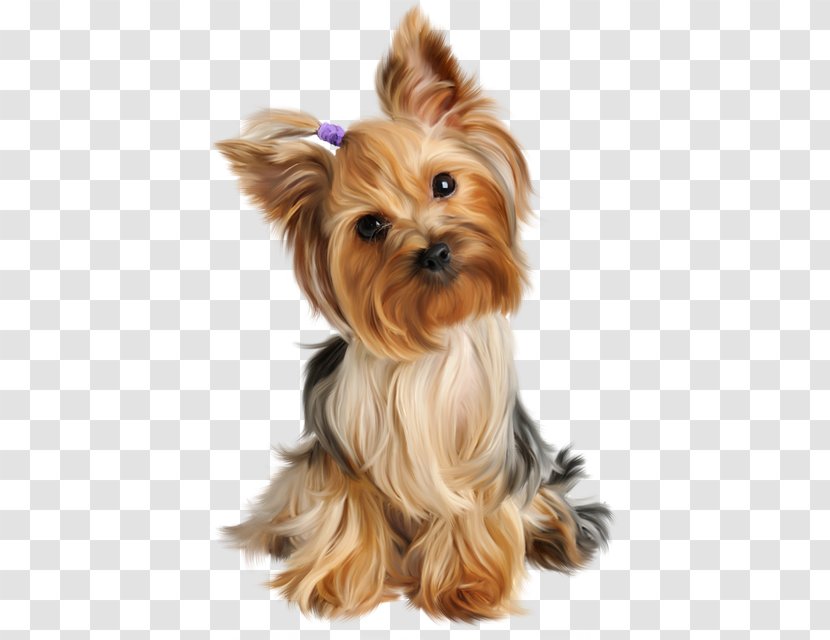 Yorkshire Terrier Puppy Siberian Husky Dog Grooming Pet - Australian Silky Transparent PNG