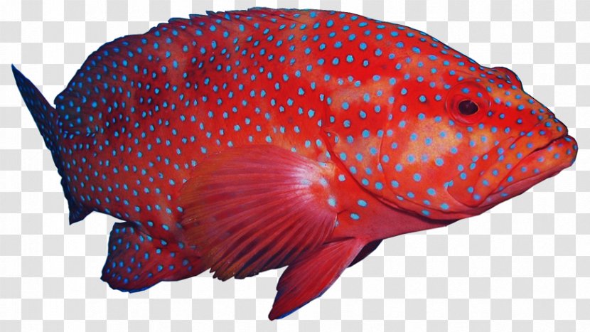 Coral Reef Fish Humpback Grouper Hong Kong - Sea Transparent PNG