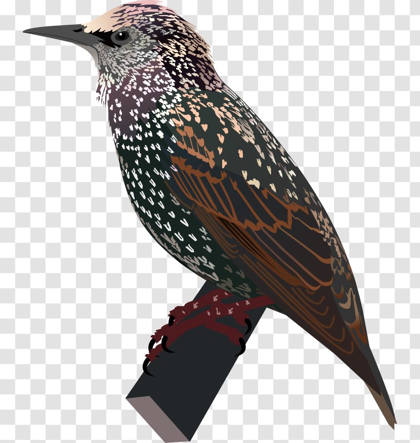 Common Starling Bird - Wing Transparent PNG