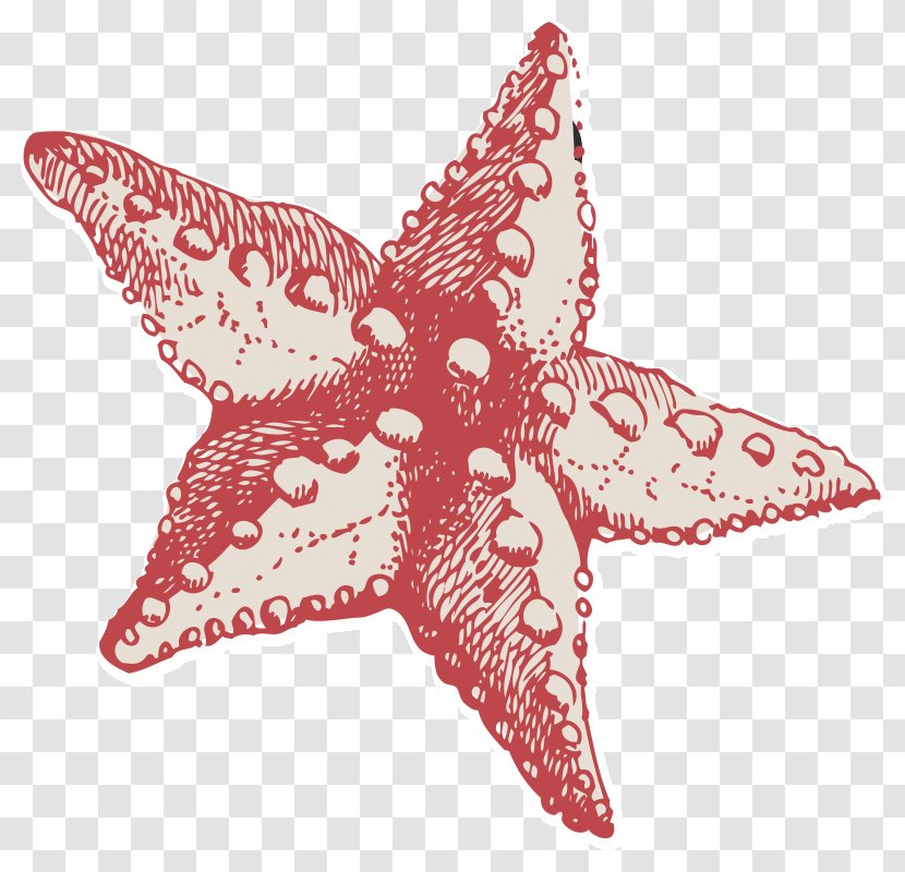 Clinic Coast Community Health Center Starfish - Rural - Appointment Graphic Transparent PNG