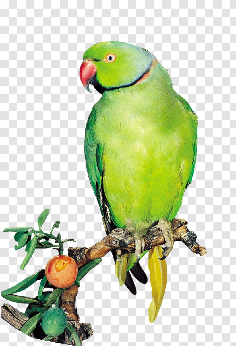 Amazon Parrot Bird True Computer File - Perroquet Transparent PNG