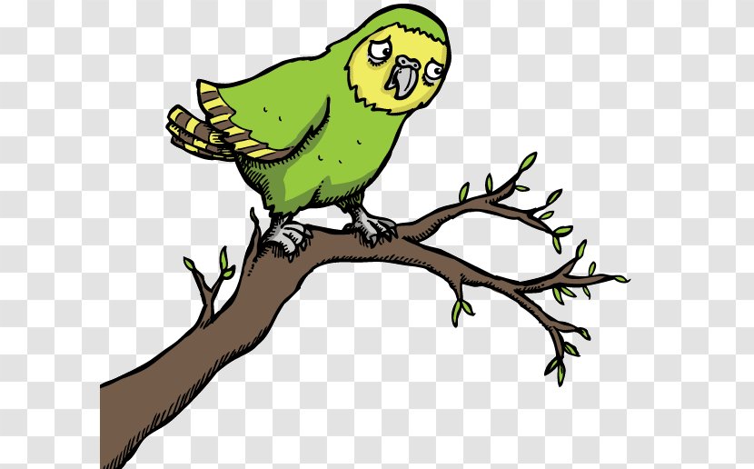 Parrot Bird Kakapo Macaw Clip Art Transparent PNG