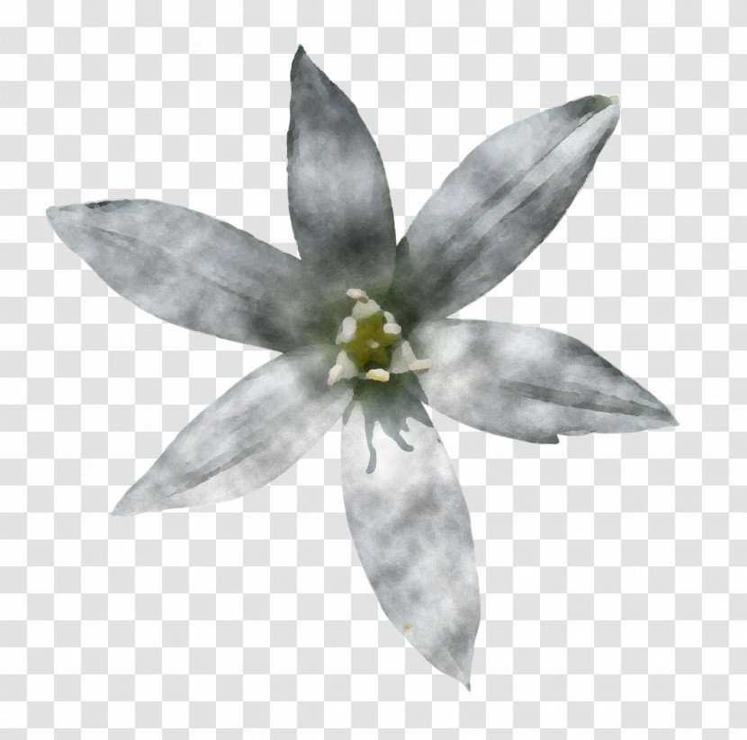 White Flower Petal Plant Wildflower Transparent PNG