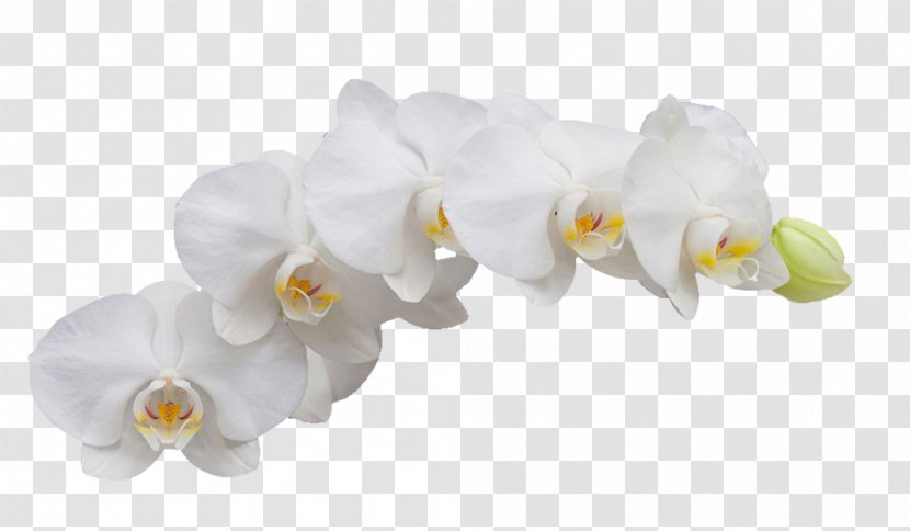 Moth Orchids Flower - White Orchid Transparent PNG