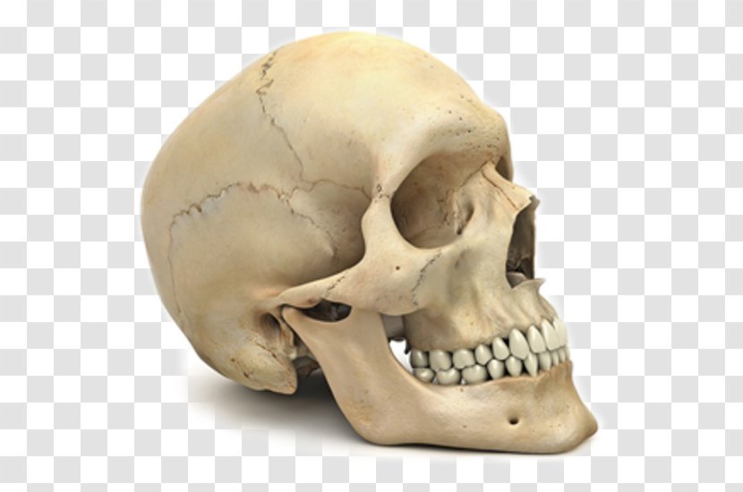 Skull Human Skeleton Body Anatomy Transparent PNG