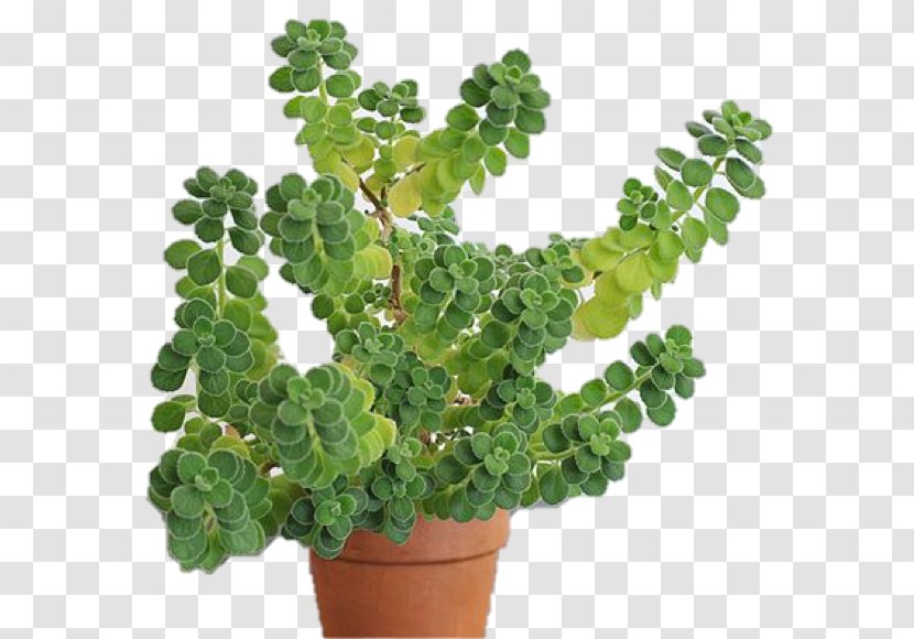 Mexican Mint Oregano Flower Herb Houseplant Transparent PNG