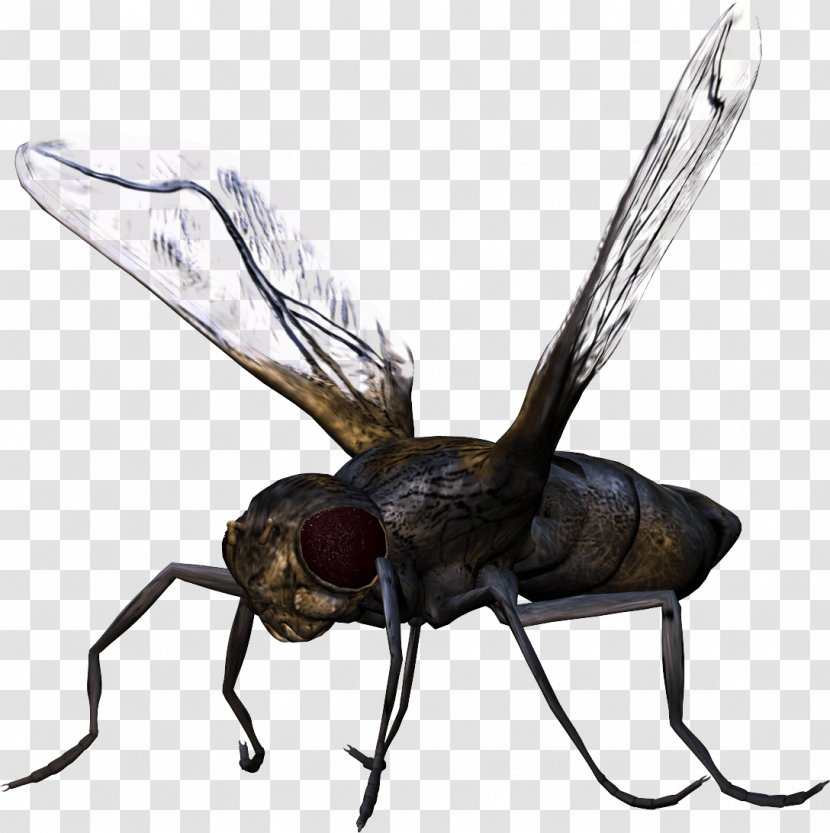 Insect - True Bugs - Bug Image Transparent PNG