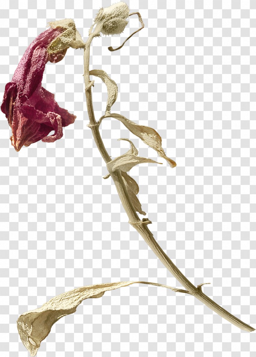 Twig Plant Stem Flowering - Petal - Karim Transparent PNG