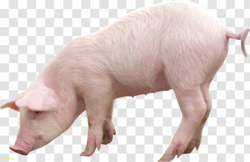 Domestic Pig Clip Art - Fauna - Piglet Transparent PNG
