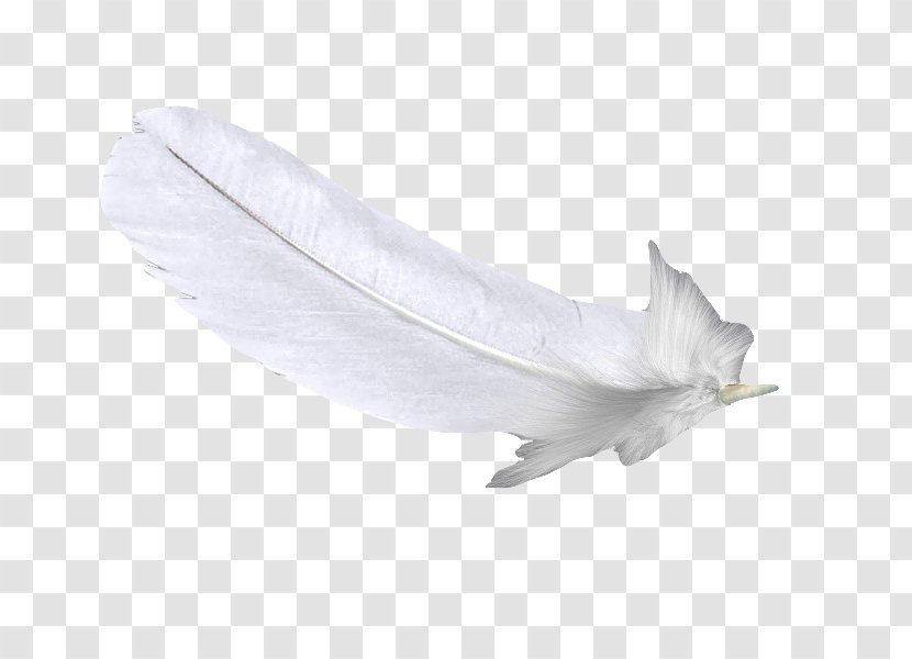 Feather White U767du8272u7fbdu6bdb Transparent PNG