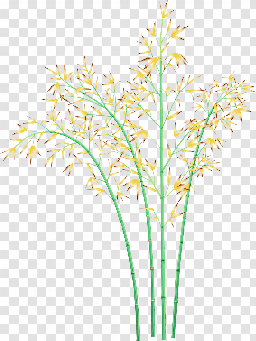 Grass Plant Flower Plant Stem Grass Family Transparent PNG
