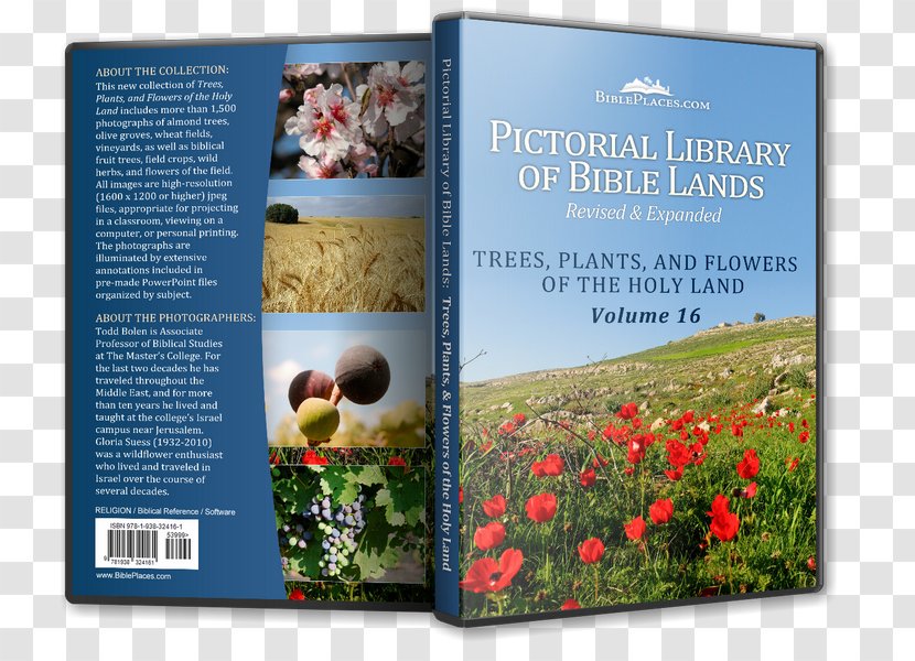 Flower Bible Tree Plant Lilium - Garden Roses - Wheat Fealds Transparent PNG