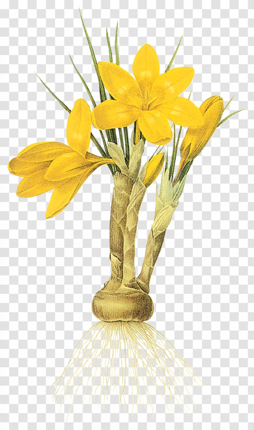 Narcissus Tazetta Floral Design Flower - Petal Transparent PNG