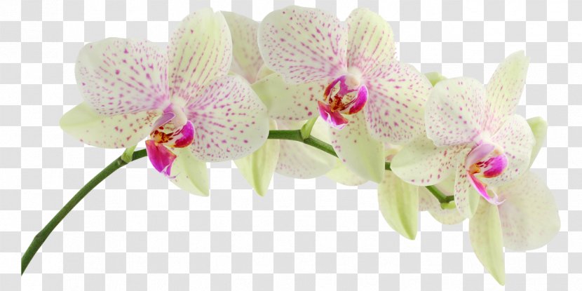 Orchids Desktop Wallpaper Flower Mobile Phones - Petal - Lily Transparent PNG
