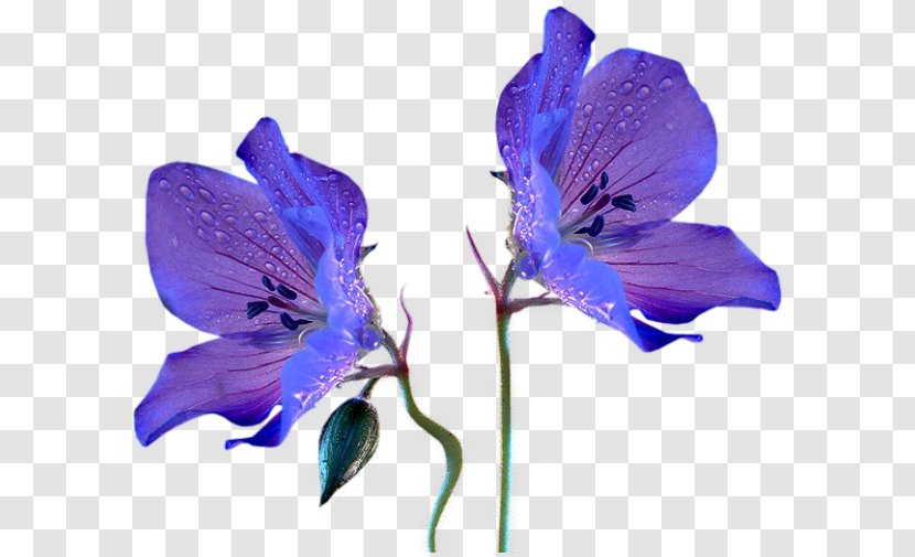 Rabbit Blue Flower Plant Stem Violet - Alstroemeriaceae - Nouveau Transparent PNG