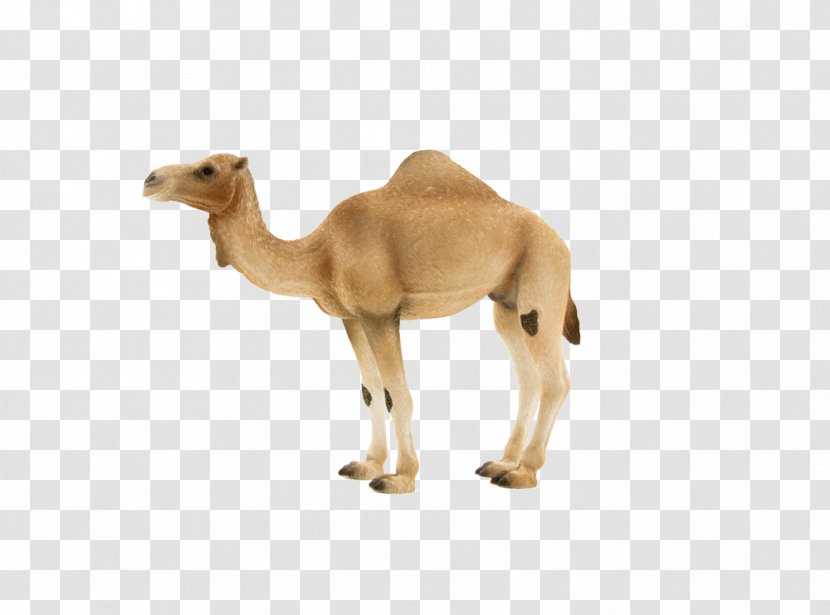 Dromedary Bactrian Camel Figurine Hybrid Amazon.com - Like Mammal Transparent PNG