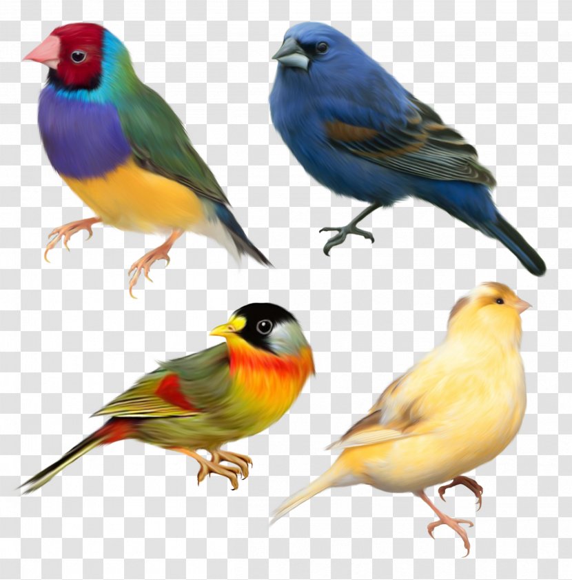 Domestic Canary Bird Finch Sparrow - Birds Transparent PNG