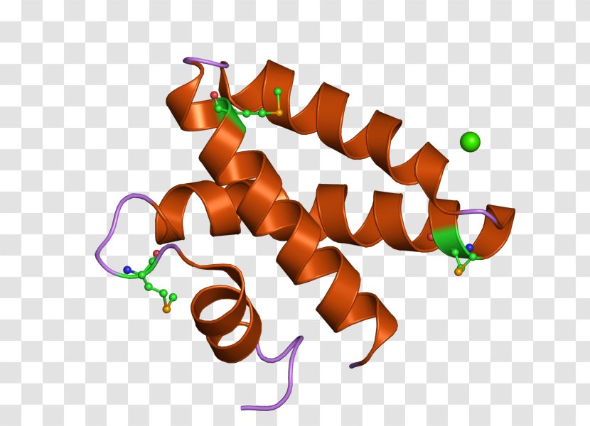 Prosaposin Saposin Protein Domain Glycoprotein Gene - Amine - Precursor Transparent PNG