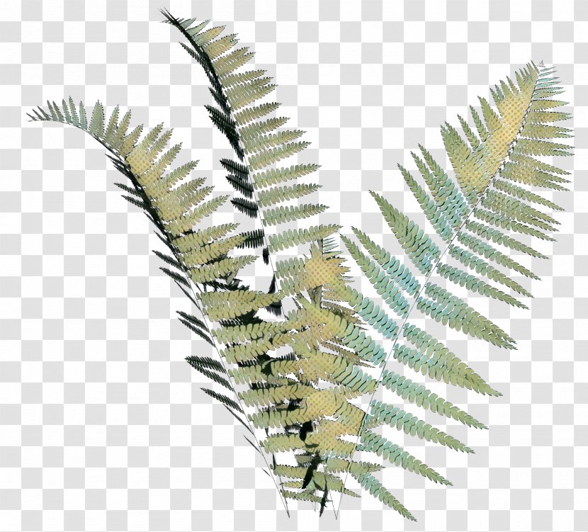 Palm Tree Background - Champagne Cocktail - Fern Vascular Plant Transparent PNG