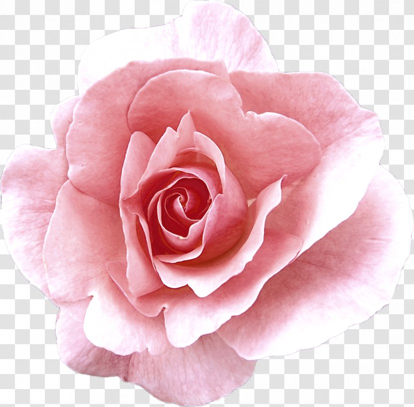 Garden Roses Cabbage Rose China Damask Floribunda - Flower Transparent PNG