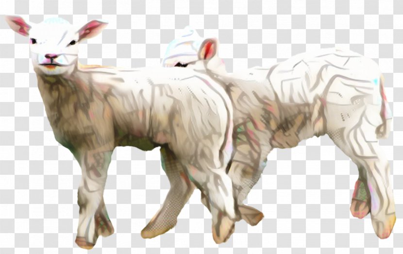 Clip Art Lamb And Mutton Merino Image - Goatantelope - Mammal Transparent PNG