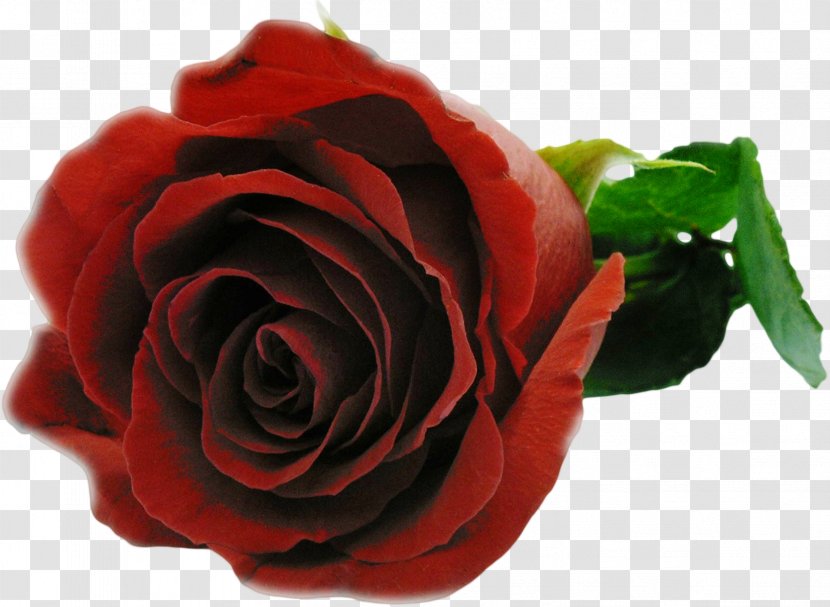 Flower Bouquet Garden Roses Love E-card - Red Rose Transparent PNG