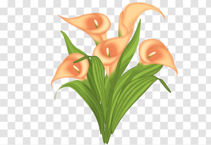 Flower Arum-lily Clip Art - Plant Transparent PNG