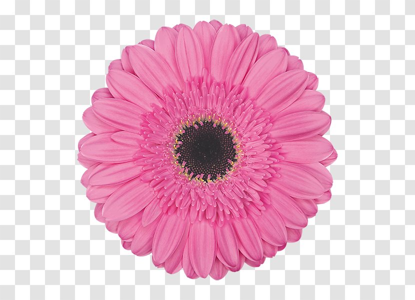 Transvaal Daisy Cut Flowers Floristry Petal - Pnk - Flower Transparent PNG