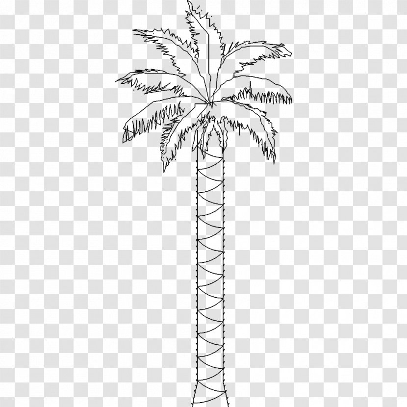 Twig Arecaceae Date Palm Plant Stem Leaf - Woody Transparent PNG