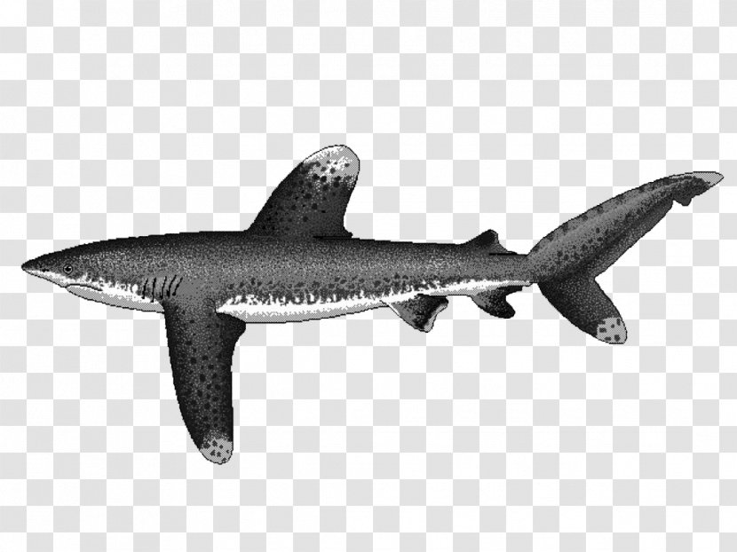 Squaliform Sharks Oceanic Whitetip Shark Carcharhinus Amblyrhynchos Silvertip Longfin Mako - Isurus Transparent PNG