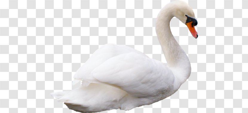 Cygnini Duck Feather Beak Neck - Ducks Geese And Swans Transparent PNG