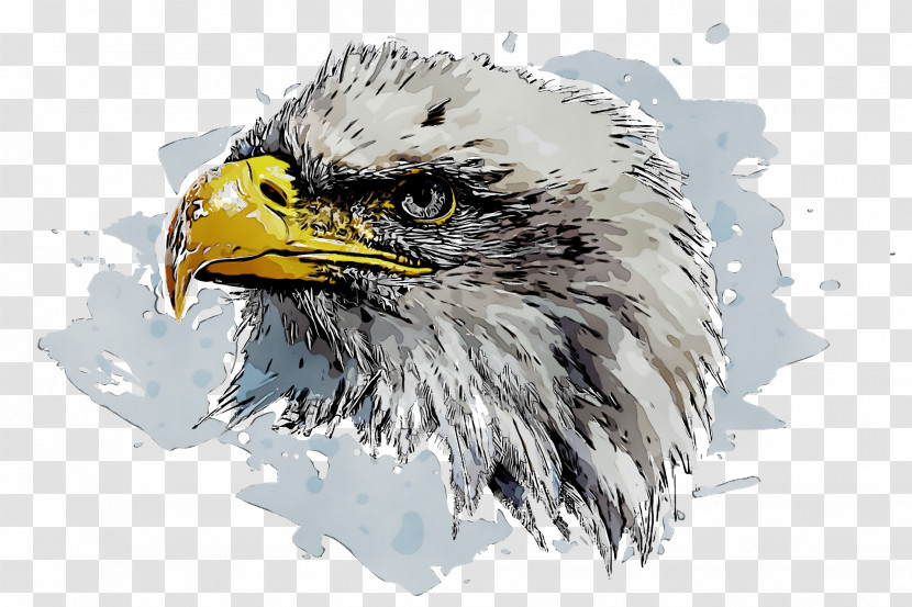 Bald Eagle Beak Eagle Transparent PNG