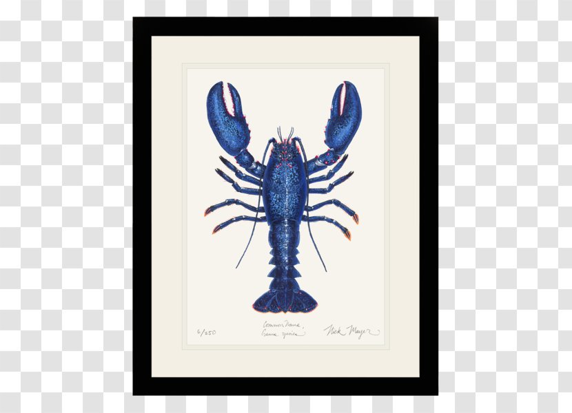 American Lobster Illustrator Art - Work Of Transparent PNG