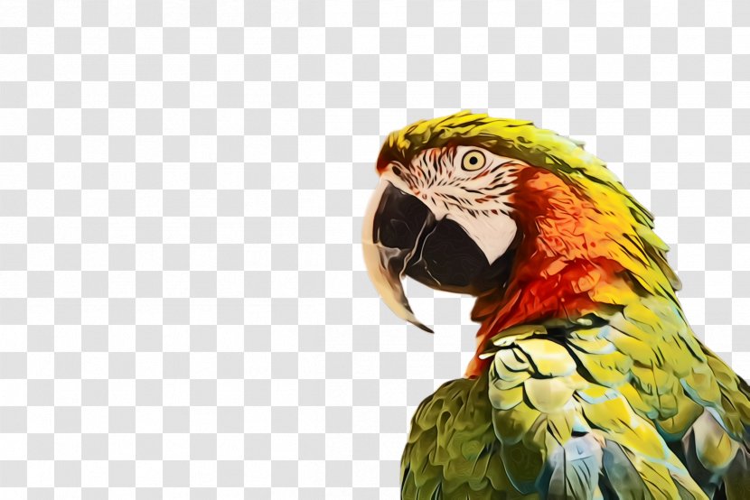 Bird Parrot Beak Macaw Parakeet - Adaptation Wildlife Transparent PNG