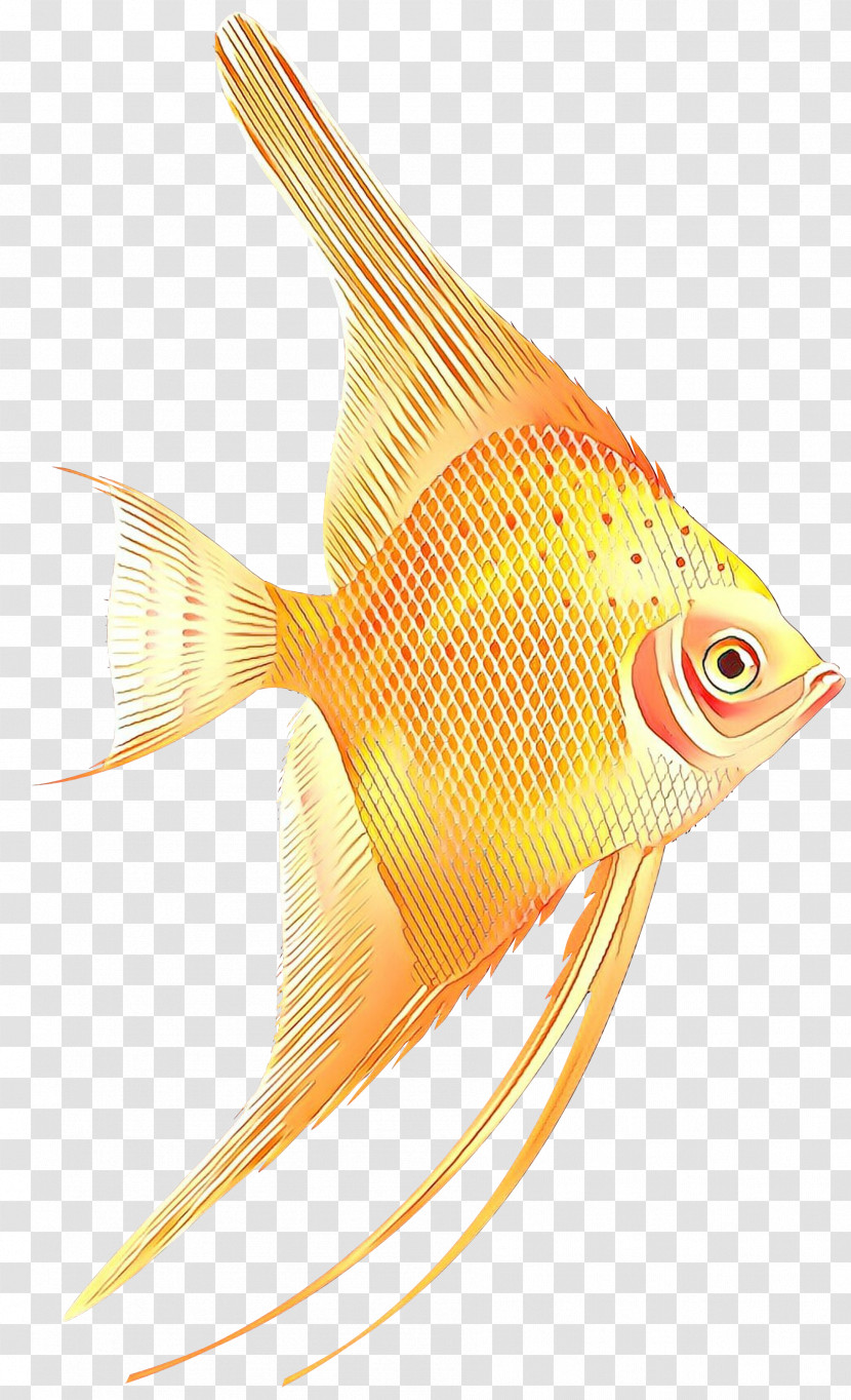 Fish Fish Fin Pomacanthidae Goldfish Transparent PNG