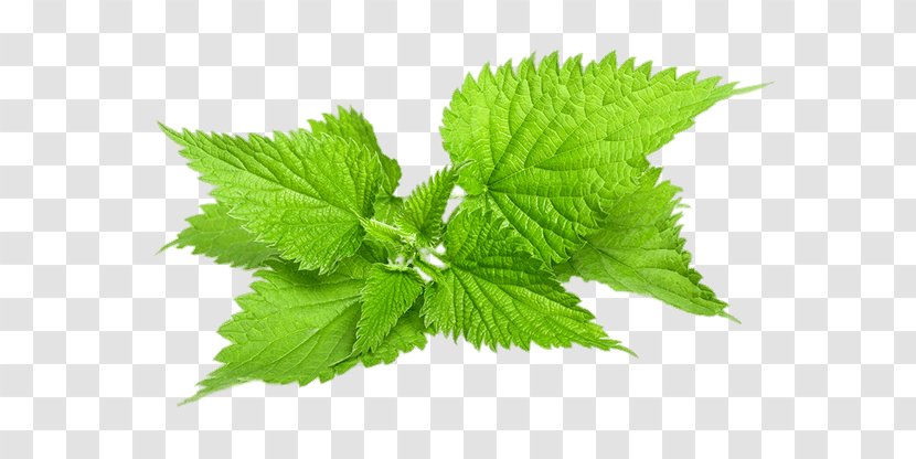 Common Nettle Stock Photography Plant Herb - Dioecy Transparent PNG